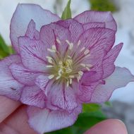 Ciemiernik VIV Collection ALESSIA (Helleborus) - a_cv4_20250117_134509_(002)[1].jpg